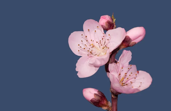 Beautiful pink peach flower in spring, against deep blue sky — Stock Photo, Image