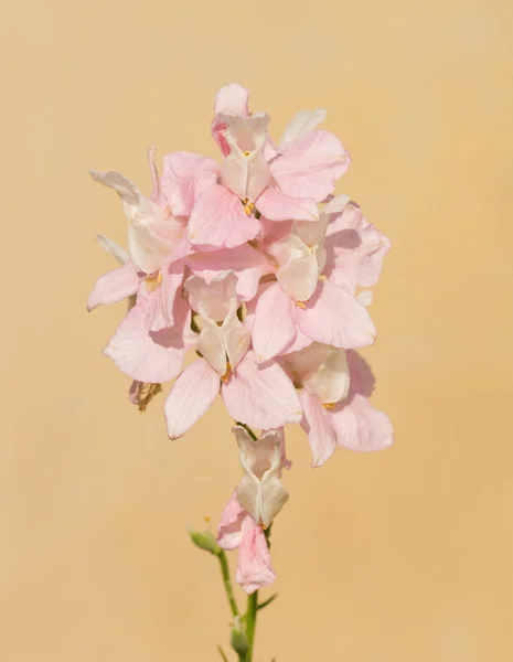 Zarter rosa Lerchensporn blüht vor hellorangefarbenem Hintergrund — Stockfoto