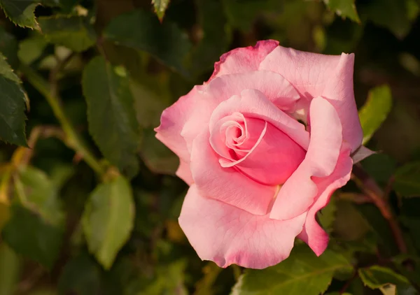 Rosa ros i trädgården — Stockfoto