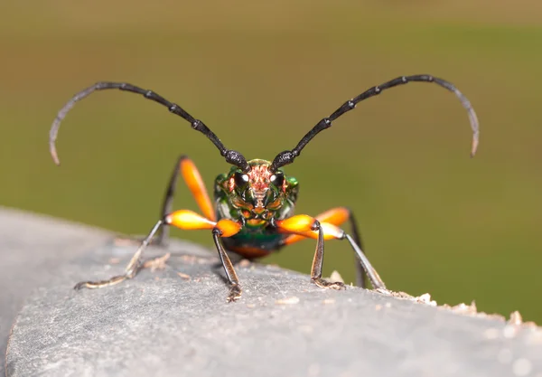 Plinthocoelium suaveolens, un gran escarabajo de cuernos largos iridiscentes con hermosos colores contrastantes —  Fotos de Stock