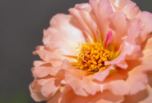 Macro of a peach colored Portulaca flower — Stock Photo, Image