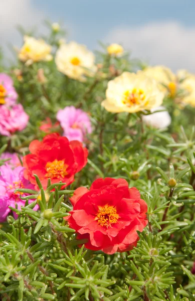 Colorful Moss Rose - Portulaca flowers — Stock Photo, Image