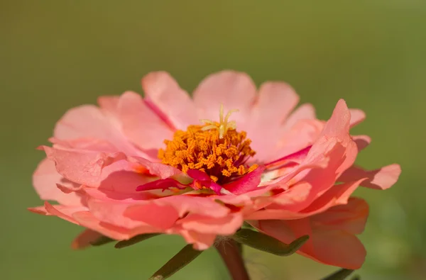 Makroaufnahme einer lachsroten Portulaca-Blume — Stockfoto