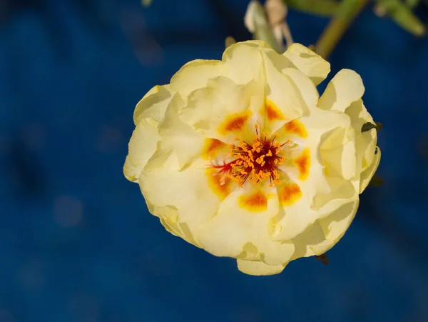 Bright yellow Portulaca bloom against deep blue bakground — Stock Photo, Image