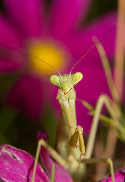 Orando Mantis esperando por presa, com uma flor brilhante no fundo — Fotografia de Stock