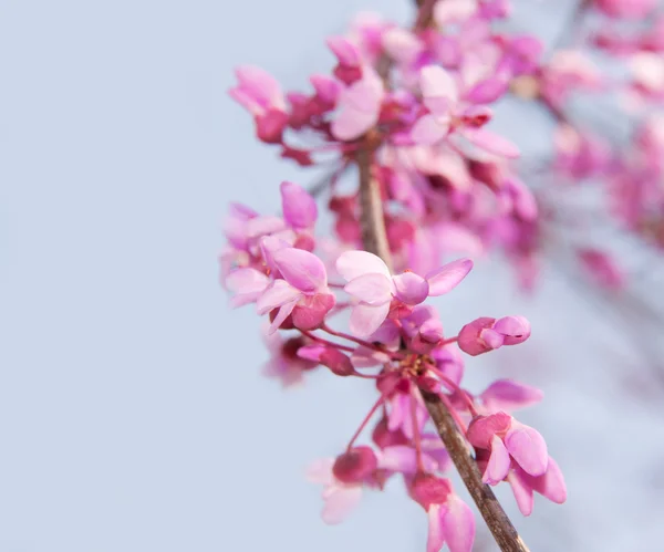 Closeup of a blooming twig of an Eastern Redbud tree against blue sky, with copyspace — Stock Photo, Image