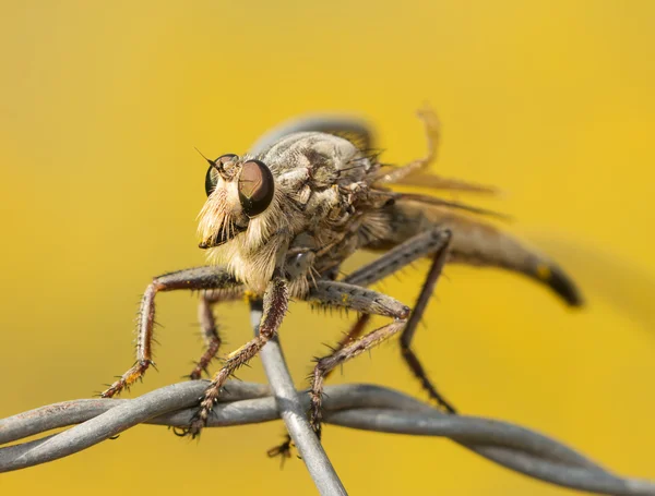 Primo piano di un rapinatore gigante Vola su un filo, con sfondo giallo — Foto Stock