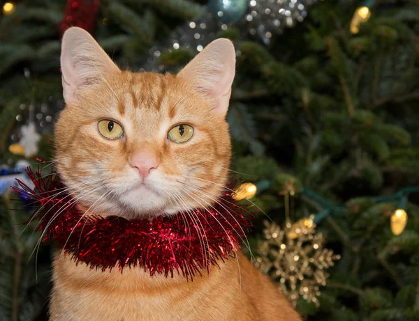 Retrato de um gato vermelho tabby vestindo ouropel vermelho, com árvore de Natal no fundo Imagens De Bancos De Imagens Sem Royalties