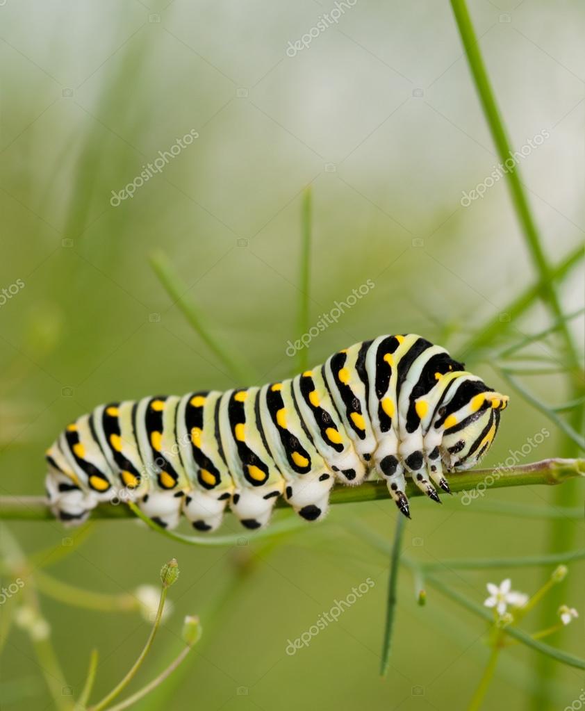Black Swallowtail caterpillar feeding on a plant from the carrot family