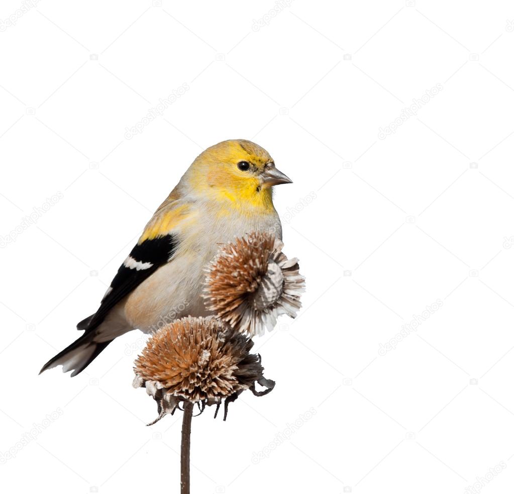 Male American Goldfinch in winter plumage, perched on top of dry wild sunflower seed pods, isolated on white