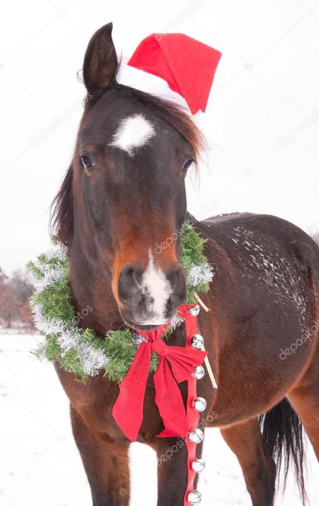 Cute dark bay Arabian horse with a Santa hat, wearing a Christmas wreath