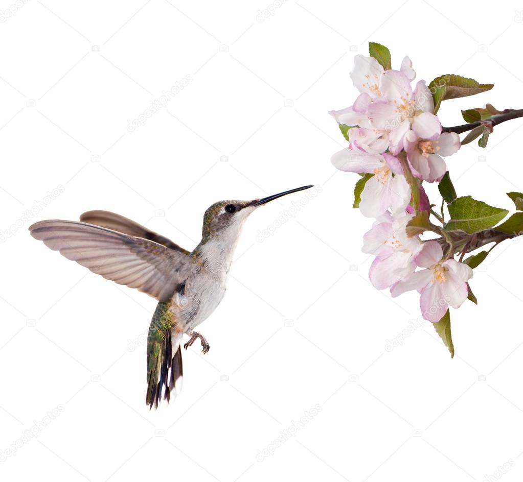Female Ruby-throated Hummingbird ready to feed on an apple blossom, isolated on white