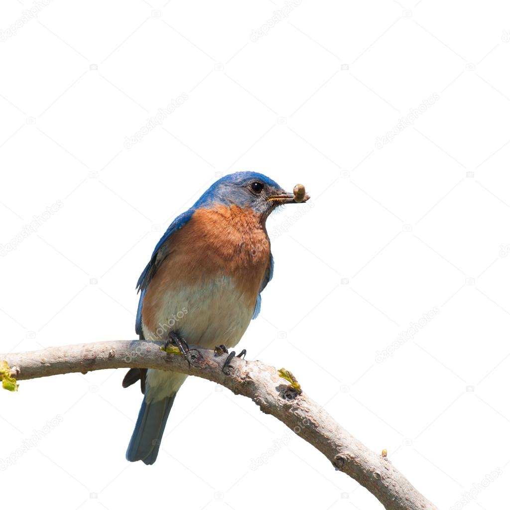 Male Eastern Bluebird with an insect in his beak for the brood, isolated on white