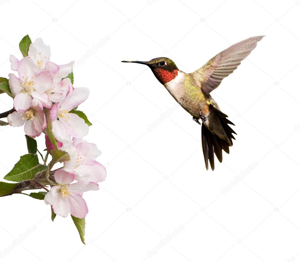 Male Hummingbird hovering next to light pink apple blossoms, isolated on white