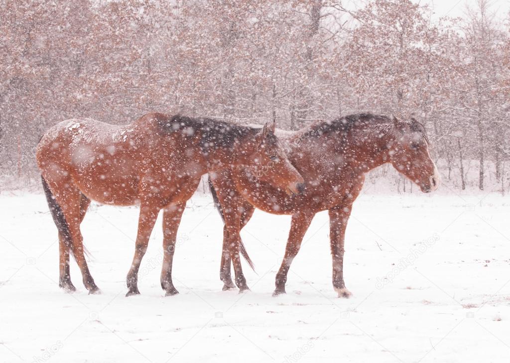 Two bay horses in heavy snowstorm