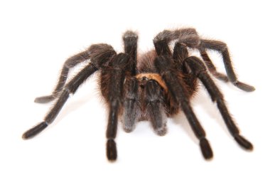 Oklahoma Brown tarantula beyaz arka planda, gözleri odaklanmak