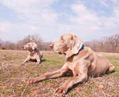 İki Weimaraner köpek bahar güneşli