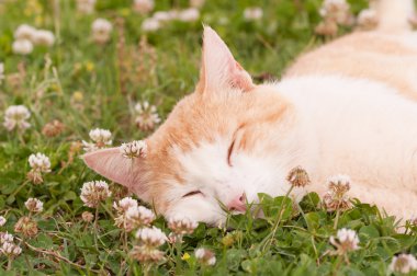 Mutlu kedi beyaz yonca huzur içinde uyuyor