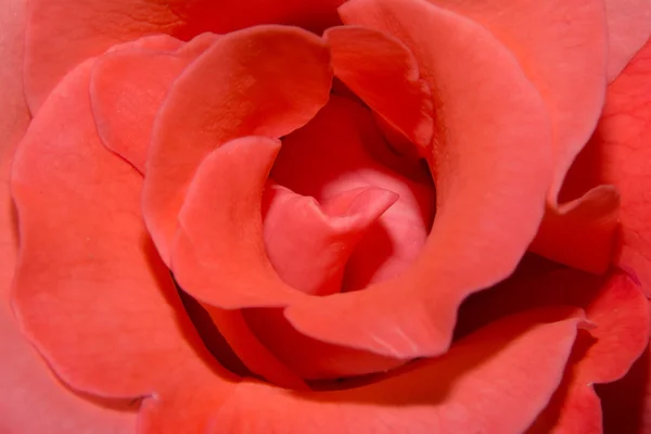 Pieghe centrali di una rosa rossa lucente — Foto Stock