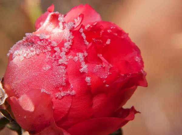 Cristais de geada em uma rosa vermelha flamejante na luz da manhã — Fotografia de Stock