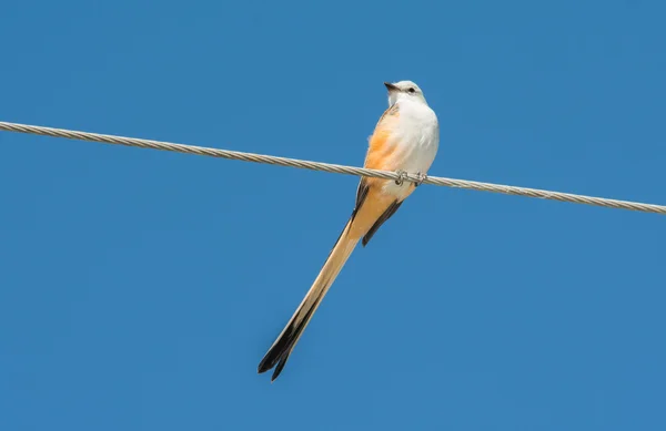 Flycatcher с ножницами сидит на линии электропередач против голубого неба — стоковое фото