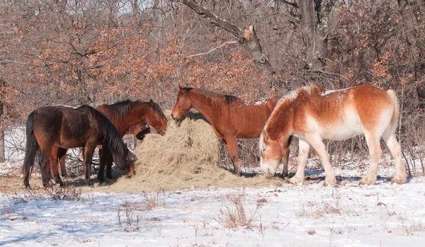 Hästarna äter hö från en rund bal i bete på en solig, snöig vinterdag — Stockfoto