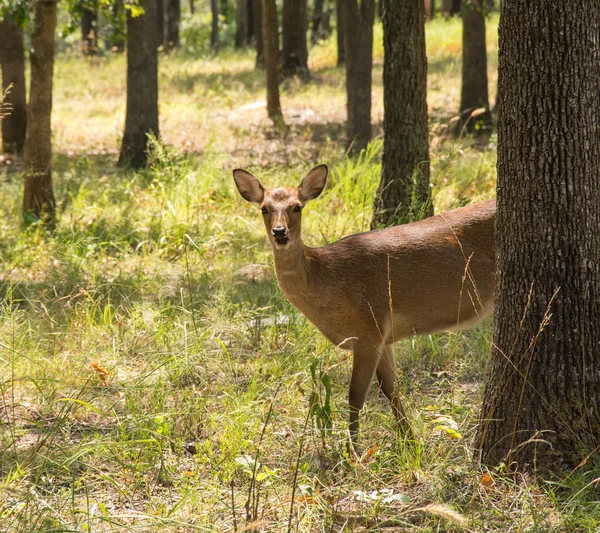 Ελάφια Sika, Cervus nippon, στο δάσος, κοιτάζοντας προς τον θεατή εν μέρει πίσω από ένα δέντρο — Φωτογραφία Αρχείου