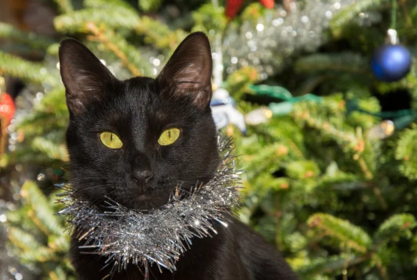 Noel ağacı arka plan ile gümüş tinsel giyen küçük kara kedi — Stok fotoğraf