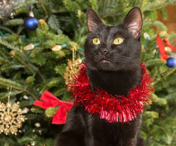 Schattig zwarte kat dragen klatergoud tegen groene kerstboom achtergrond — Stockfoto