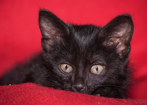 Śliczny czarny kotek zerkając na czerwony koc — Zdjęcie stockowe