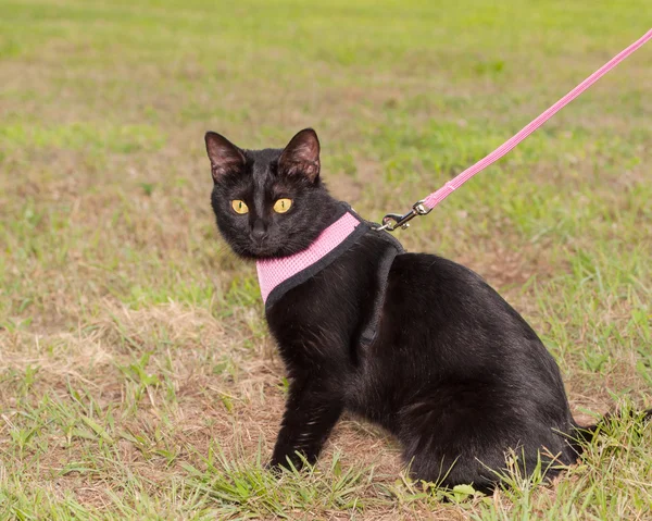 Fekete macska pink hám ül a fűben — Stock Fotó