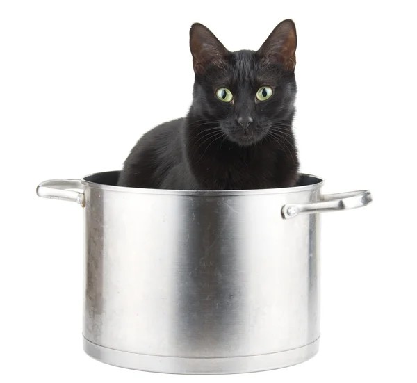 Mom's best helper - a black cat sitting in a saucepot, ready to help — Stock Photo, Image