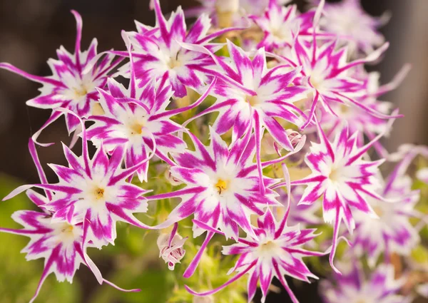Розово-белая звезда Phlox со звездообразными цветками — стоковое фото