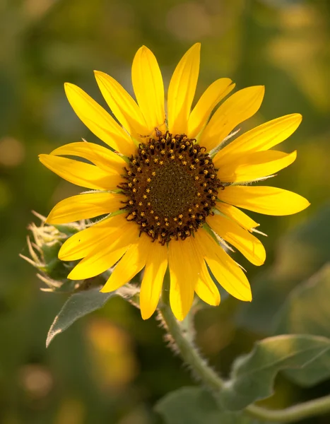 Wild Sunflower backlit by setting sun — Stock Photo, Image