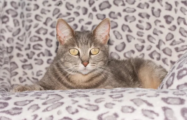 Cute blue tabby cat on a chair, looking at the viewer — Stock Photo, Image