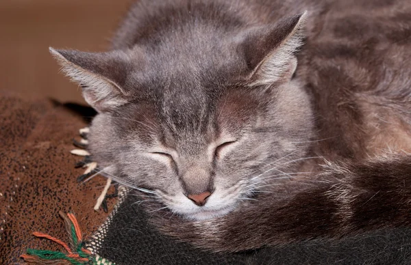 Closeup of a blue tabby cat sleeping on the back of a couch — Stock Photo, Image