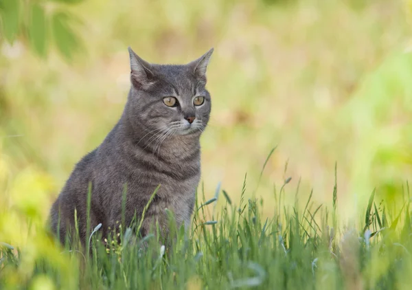 Piękny niebieski pręgowany kot siedzi w trawie wiosną w odcieniu — Zdjęcie stockowe