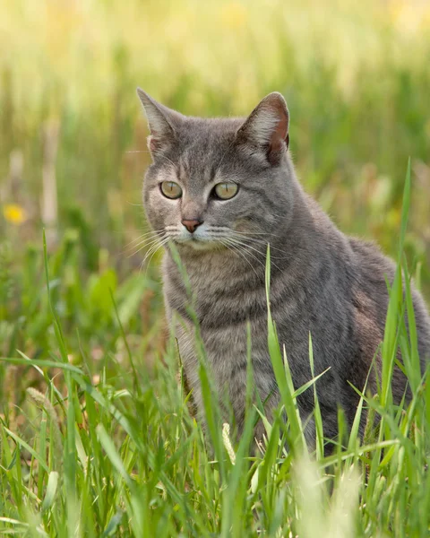 Синій таббі кіт сидить у тіні дерева на весняній траві — стокове фото