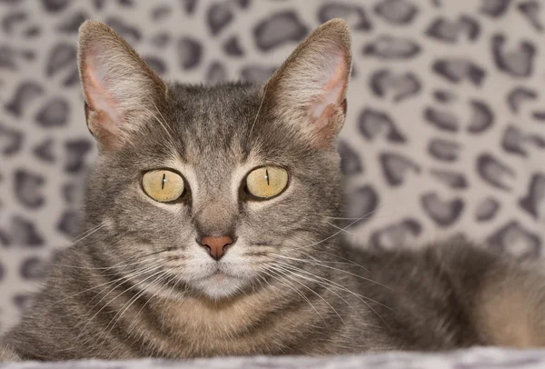 Hermoso gato azul tabby mirando al espectador —  Fotos de Stock