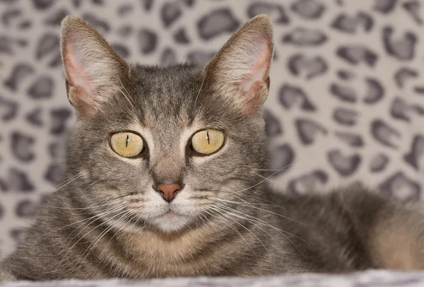 Schöne blau gestromte Katze schaut den Betrachter an — Stockfoto