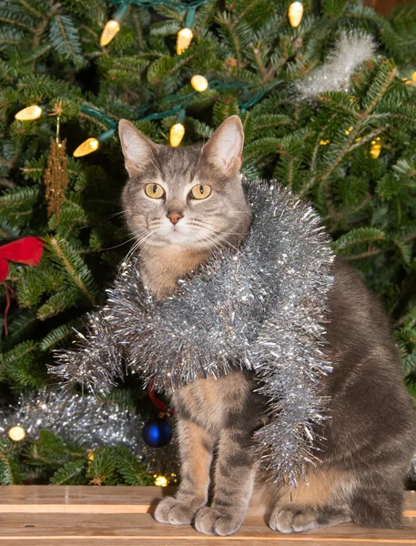 Tabby azul com ouropel de prata sentado na frente de uma árvore de Natal iluminada — Fotografia de Stock