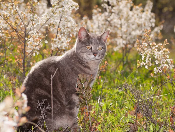 Blau gestromte Katze im Sonnenschein mit weißem Wildblumenhintergrund — Stockfoto