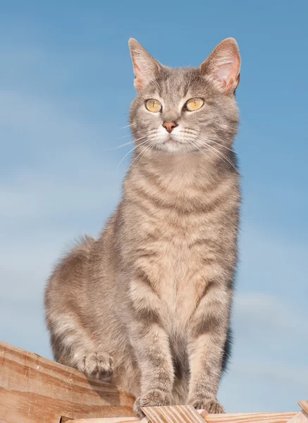 Cute blue tabby cat sitting on deck against blue sky — Stock Photo, Image