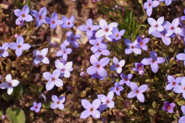 Houstonia pusilla, en azından Bluet, baharda çiçek açan bir küçük lavanta groundcover kır çiçeği — Stok fotoğraf