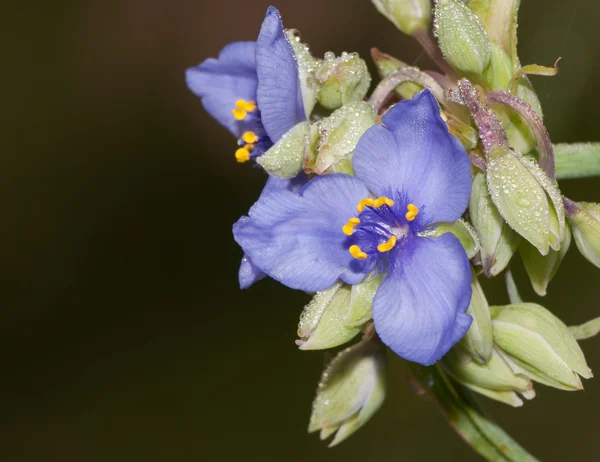 Güzel mavi Spiderwort çiçek çiğ ile — Stok fotoğraf