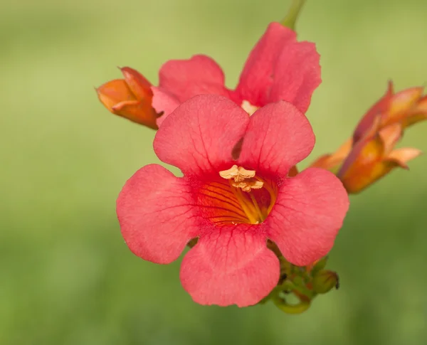 Rosso scarlatto tromba Creeper fioritura contro sfondo verde estate — Foto Stock