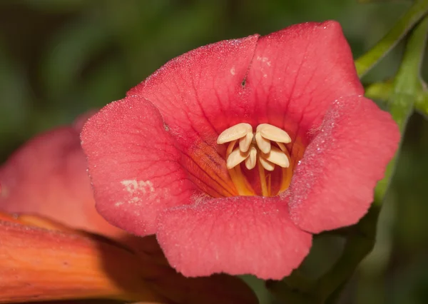 Flor tubular roja brillante de una enredadera de trompeta con rocío matutino —  Fotos de Stock