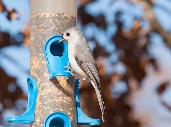 Підтягнута синиця, біколор Baeolophus, шукає насіння на годівниці для птахів взимку — стокове фото