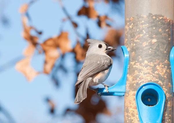 Tufted titmouse, Baeolophus bicolor, with a sunflower seed in his beak at a bird feeder in winter — Stock Photo, Image
