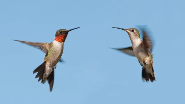 Två Ruby - Vitstrupig kolibrier, en hane och hona, flyga med en blå himmel bakgrund — Stockfoto